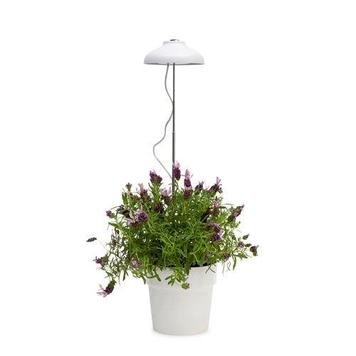 Garden Home Grown Indoor Umbrella Grow Light Adjustable